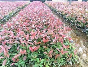 红叶石楠